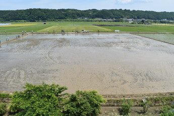田植えの写真