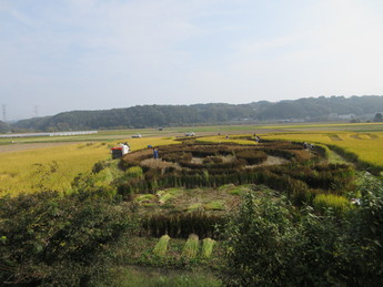 稲刈りをしている写真2