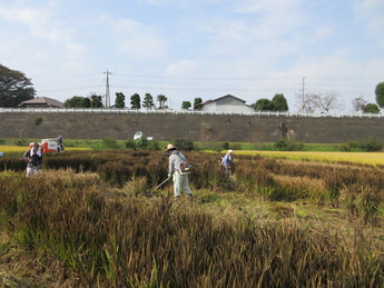 稲刈りをしている写真3
