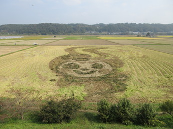 稲刈り後の田んぼアートの写真