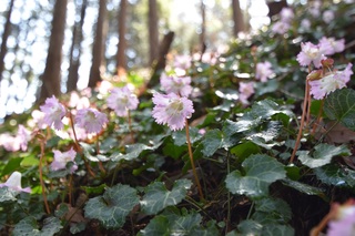 岩うちわの写真1