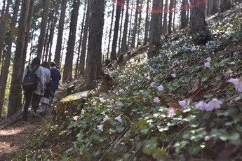 岩うちわと訪れた人の写真 岩うちわと訪れた人の写真