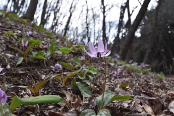カタクリの写真 カタクリの写真