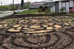 ラディッシュ畑のアートの写真