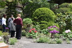 長泉寺にてボタンの鑑賞をしている写真
