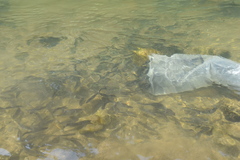 アユを放流している写真