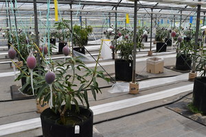 木に実るマンゴーの写真