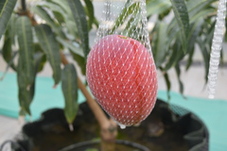 ネットに落ちたマンゴーの写真