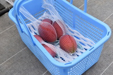 かごに入っているマンゴーの写真