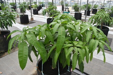 グリーンマンゴーの苗の写真