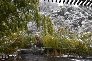 雪が降っている写真