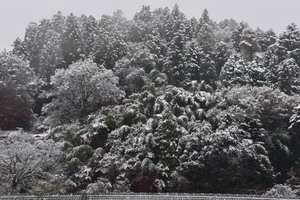 木々に雪が積もっている写真