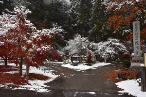 紅葉に雪が積もっている写真