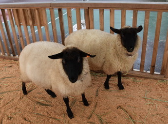 二頭のひつじの写真