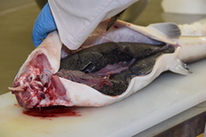 採卵をしている写真