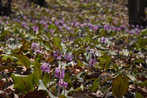 カタクリの写真