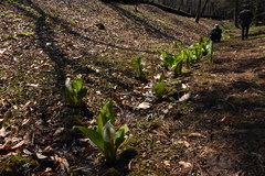 ミズバショウの写真 ミズバショウの写真