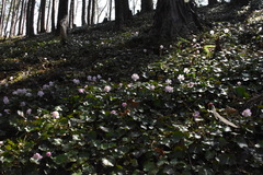 イワウチワが山の斜面に咲いている写真 イワウチワが山の斜面に咲いている写真