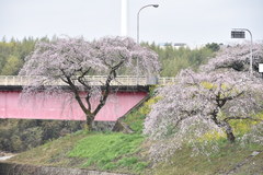 桜の写真