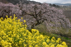 桜と菜の花の写真