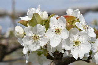 梨の花の写真1