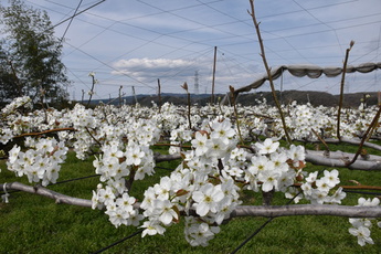 梨の花の写真2