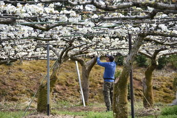 梨畑で作業する人の写真