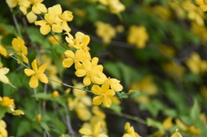 ヤマブキの写真