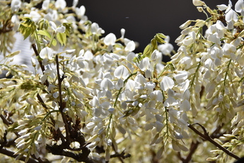 白い藤の花の写真