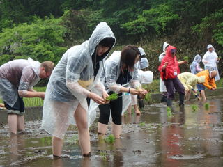 田植えをしている写真1