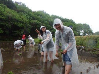 田植えをしている写真2