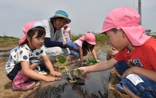 園児がさつまいもの植え付けをしている写真1