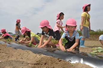 園児がさつまいもの植え付けをしている写真2