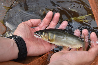 両手であゆを持っている写真