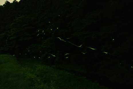 飛んでいる蛍の写真