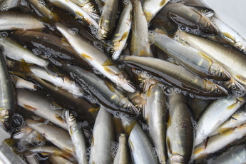 たくさんの鮎の写真