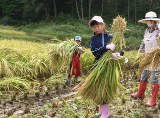稲刈りの写真1