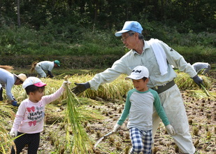稲刈りの写真2
