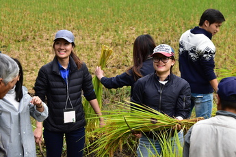 稲刈り体験の写真