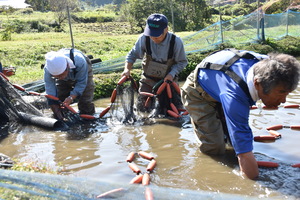 ホンモロコ水揚げの写真2