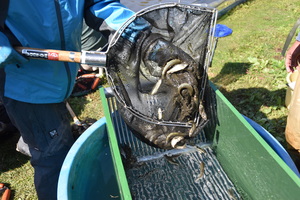 選別器に移されるホンモロコの写真