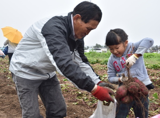 さつまいもを袋に入れようとしている園児の写真