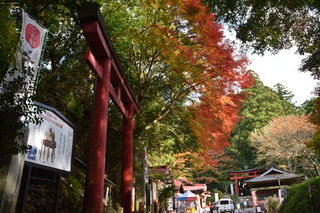 鷲ノ子山上神社の紅葉の写真