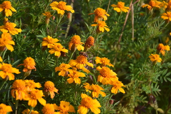 オレンジのマリーゴールドの写真