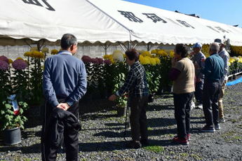 菊を見る人々の写真