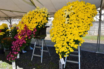 菊の写真 菊の写真