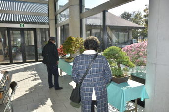 盆栽を見る人の写真 盆栽を見る人の写真