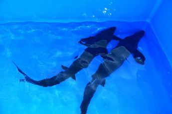 チョウザメの写真