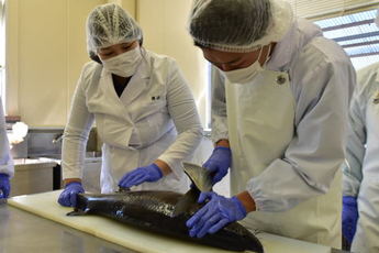 チョウザメを解体している写真