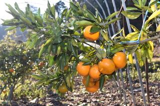 木に生っているみかんの写真1